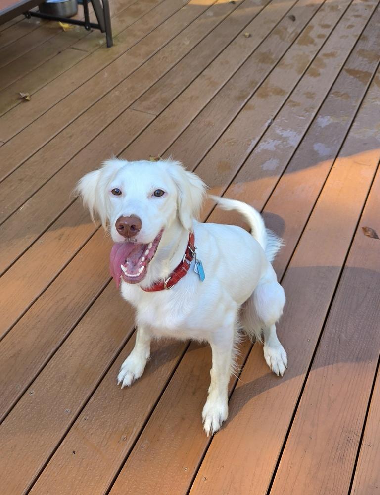 Enlarge Available - Dolly/Whitey, a Adoptable English Setter in Havertown, PA image 4/6
