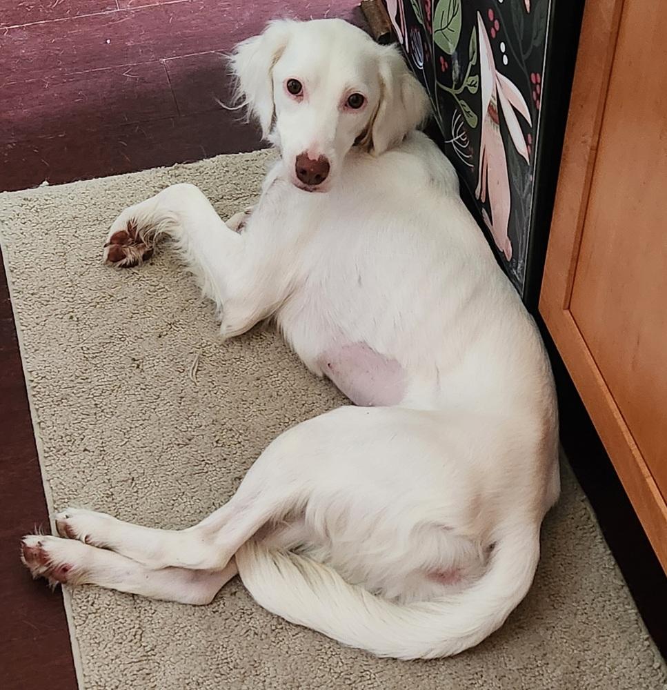 Enlarge Available - Dolly/Whitey, a Adoptable English Setter in Havertown, PA image 5/6