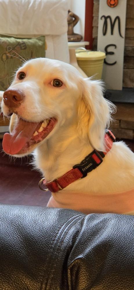 Enlarge Available - Dolly/Whitey, a Adoptable English Setter in Havertown, PA image 6/6