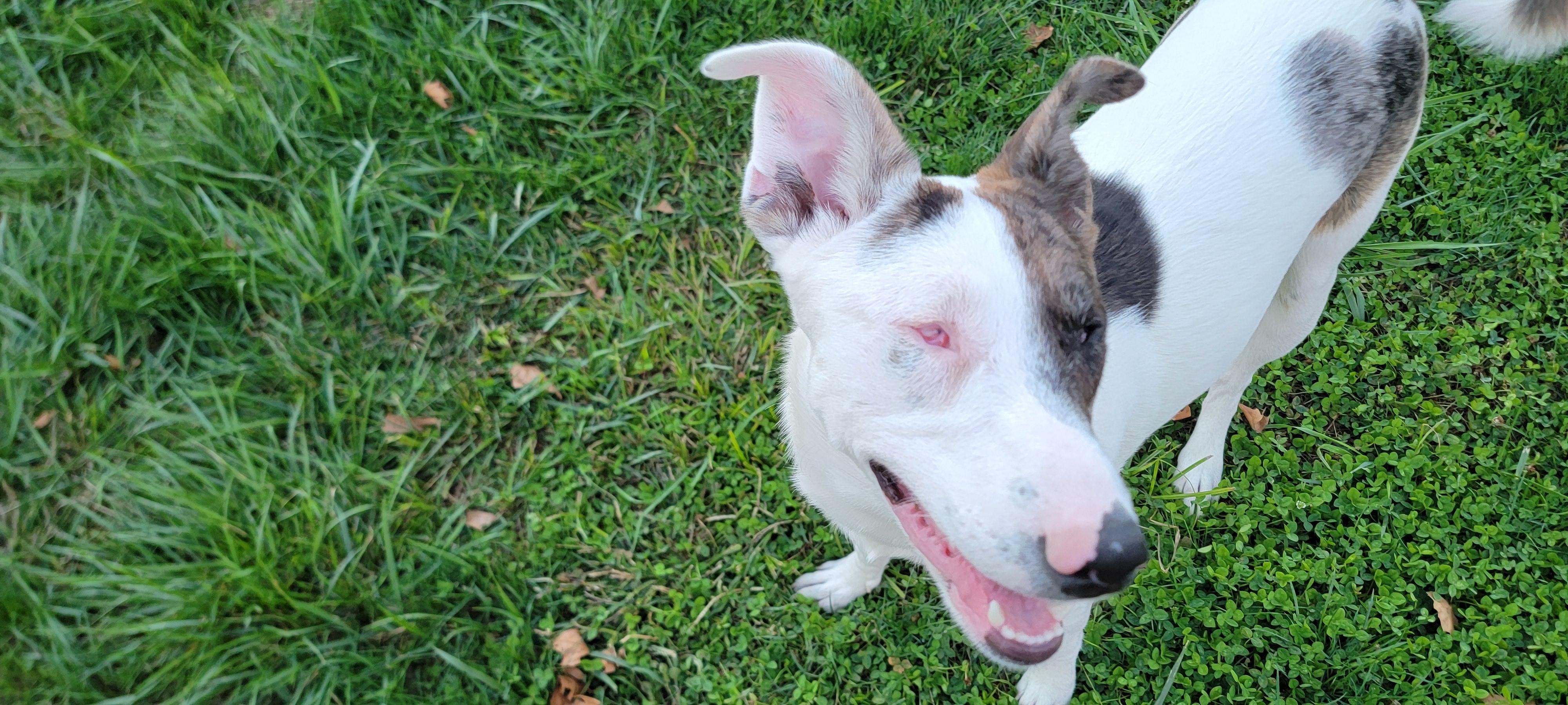 Ulti (PA) Loves People!, Adoptable, Young Female Catahoula Leopard Dog & Husky.