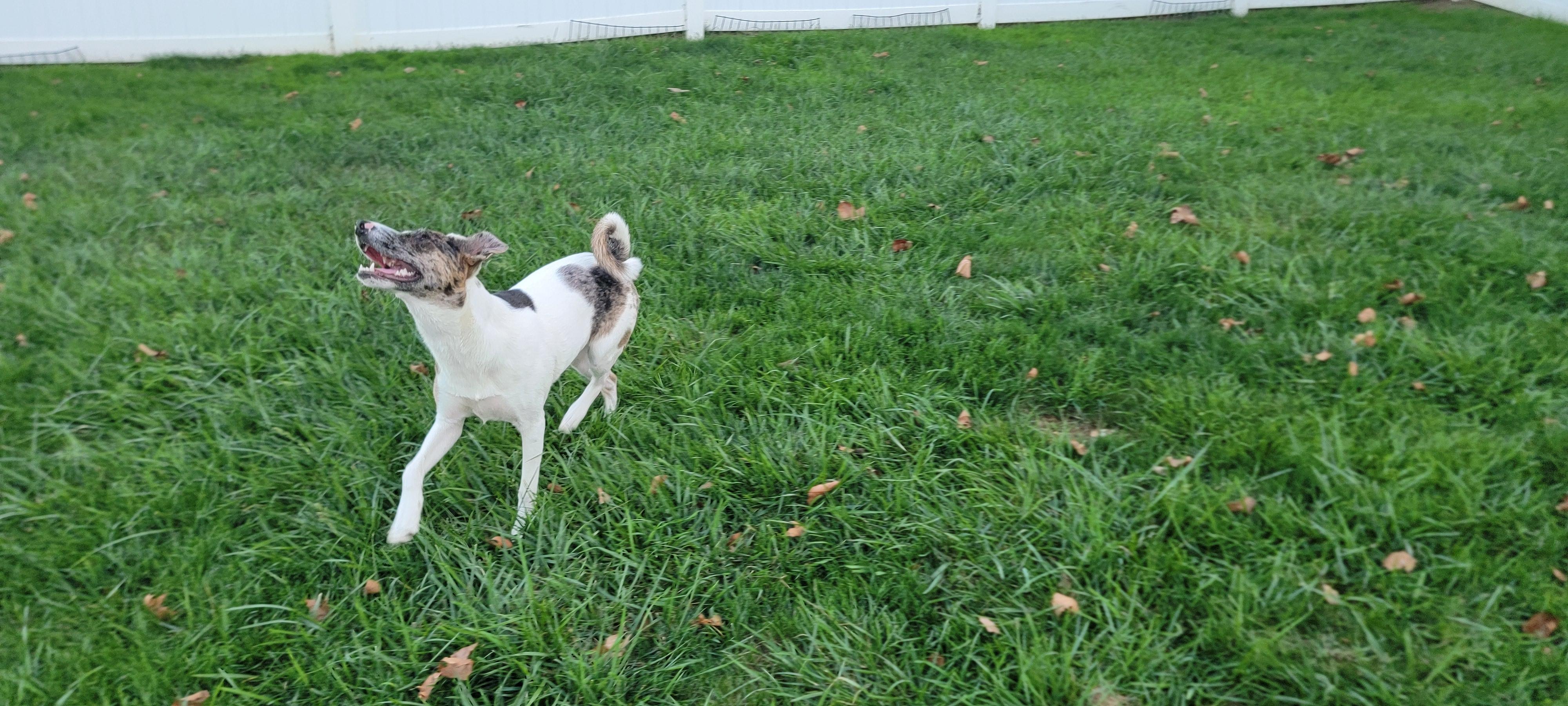 Enlarge Ulti (PA) Loves People!, a Adoptable mixed breed in York, PA image 2/4