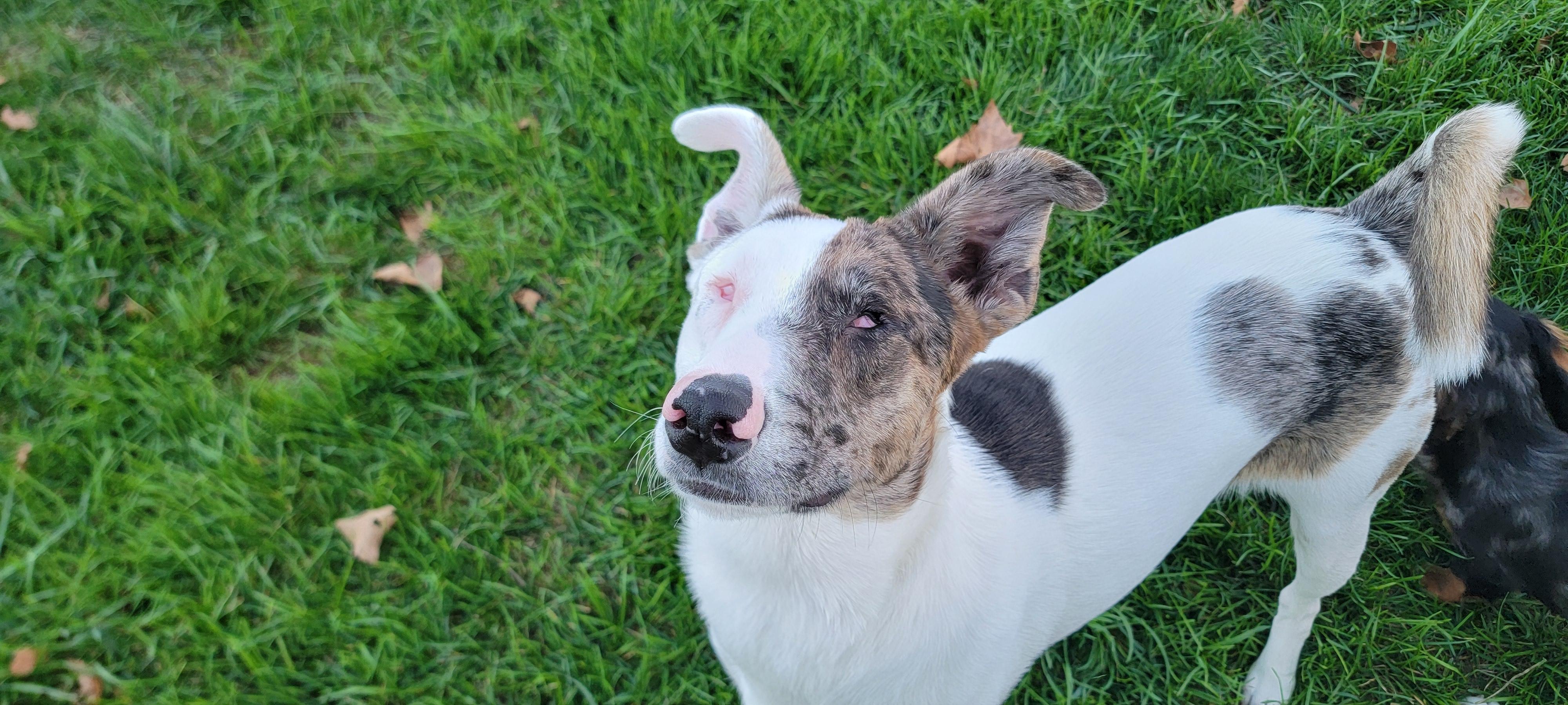 Enlarge Ulti (PA) Loves People!, a Adoptable mixed breed in York, PA image 3/4