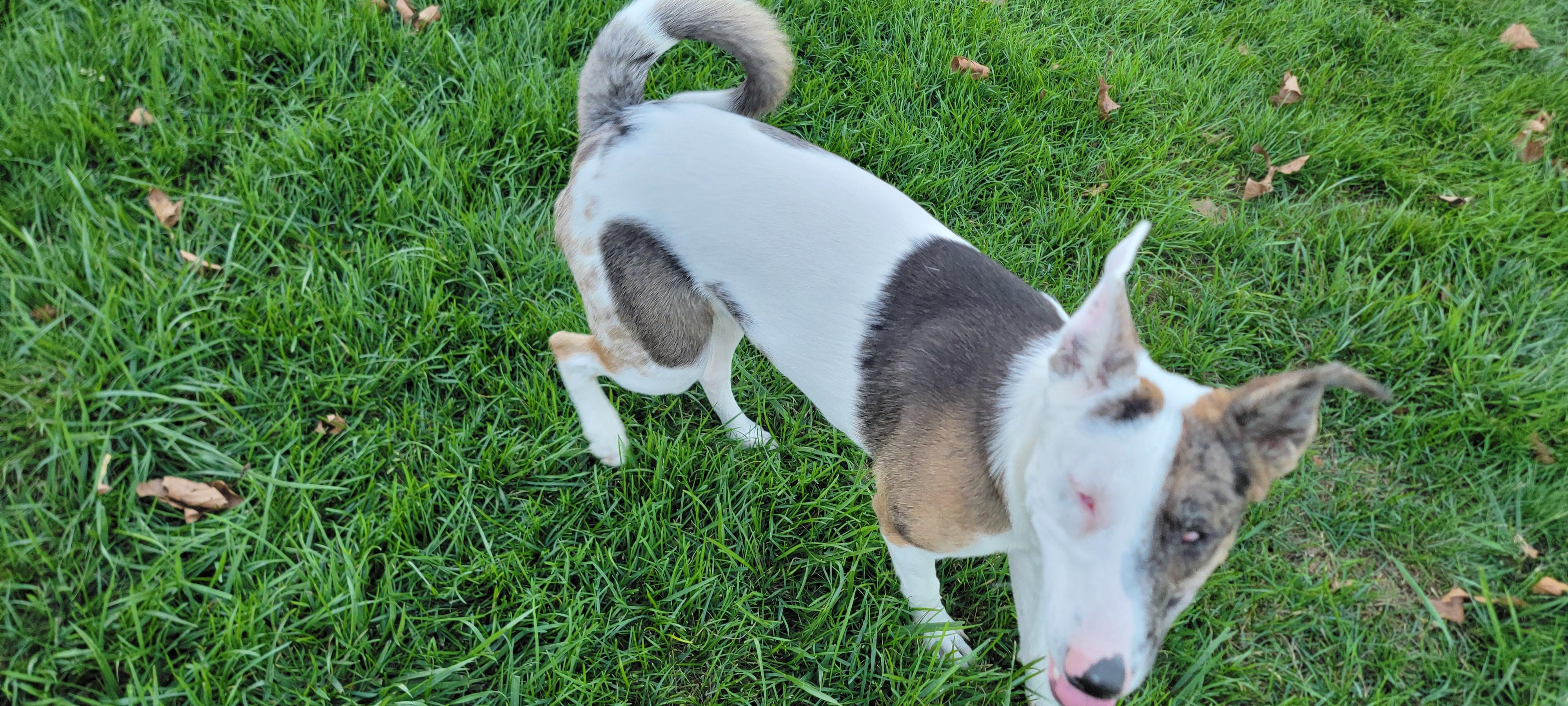 Enlarge Ulti (PA) Loves People!, a Adoptable mixed breed in York, PA image 4/4