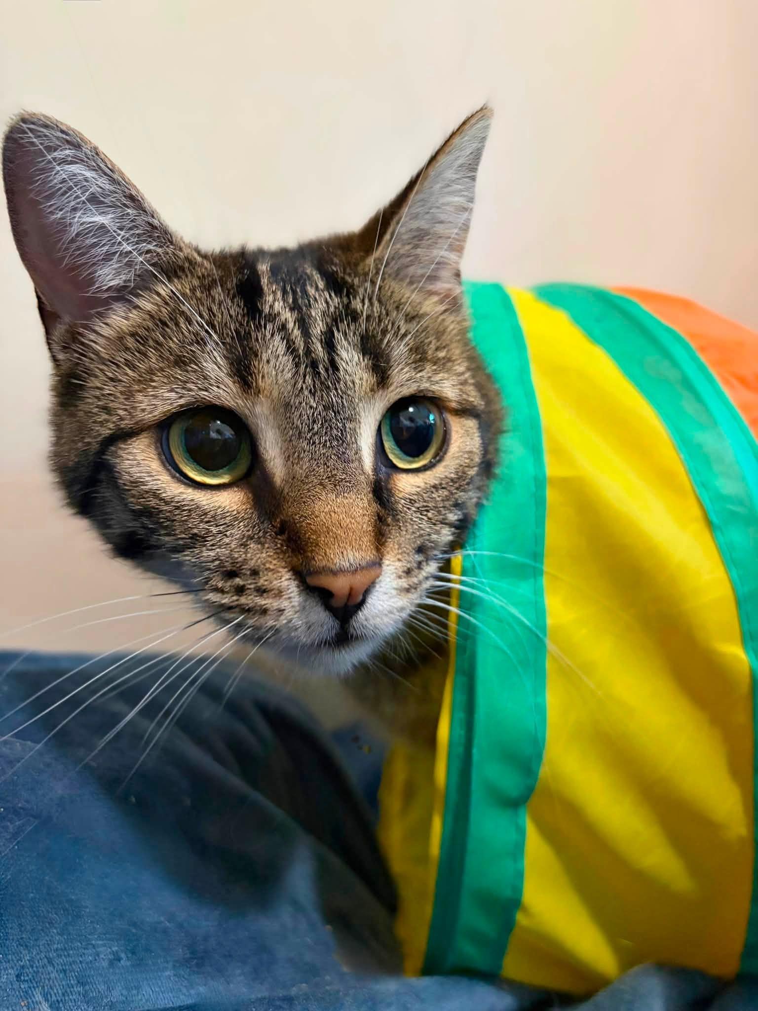 Enlarge Pepper, a Adoptable Domestic Short Hair in Spencerville, ON image 5/6