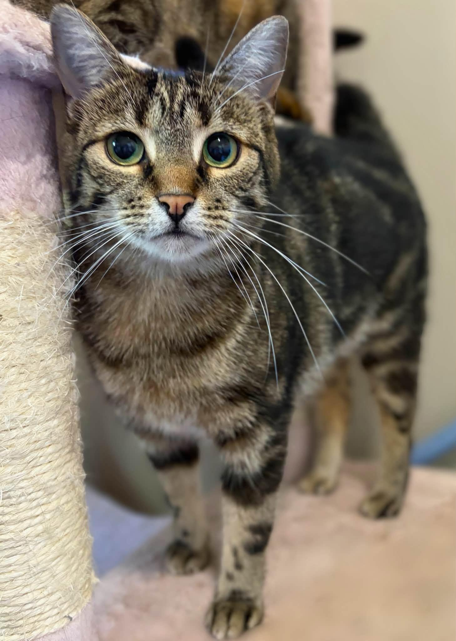 Enlarge Pepper, a Adoptable Domestic Short Hair in Spencerville, ON image 2/6