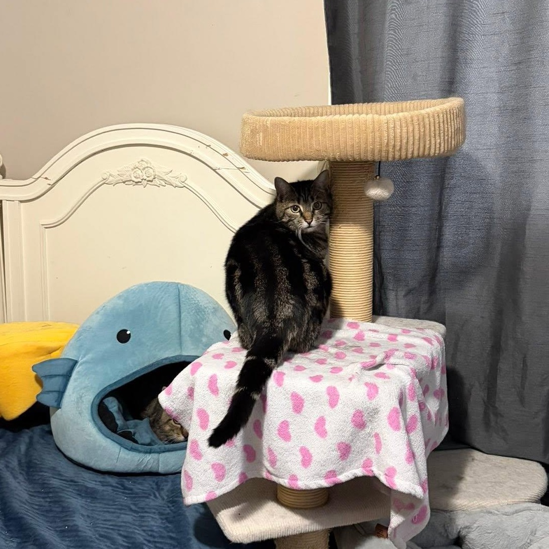 Enlarge Pepper, a Adoptable Domestic Short Hair in Spencerville, ON image 6/6