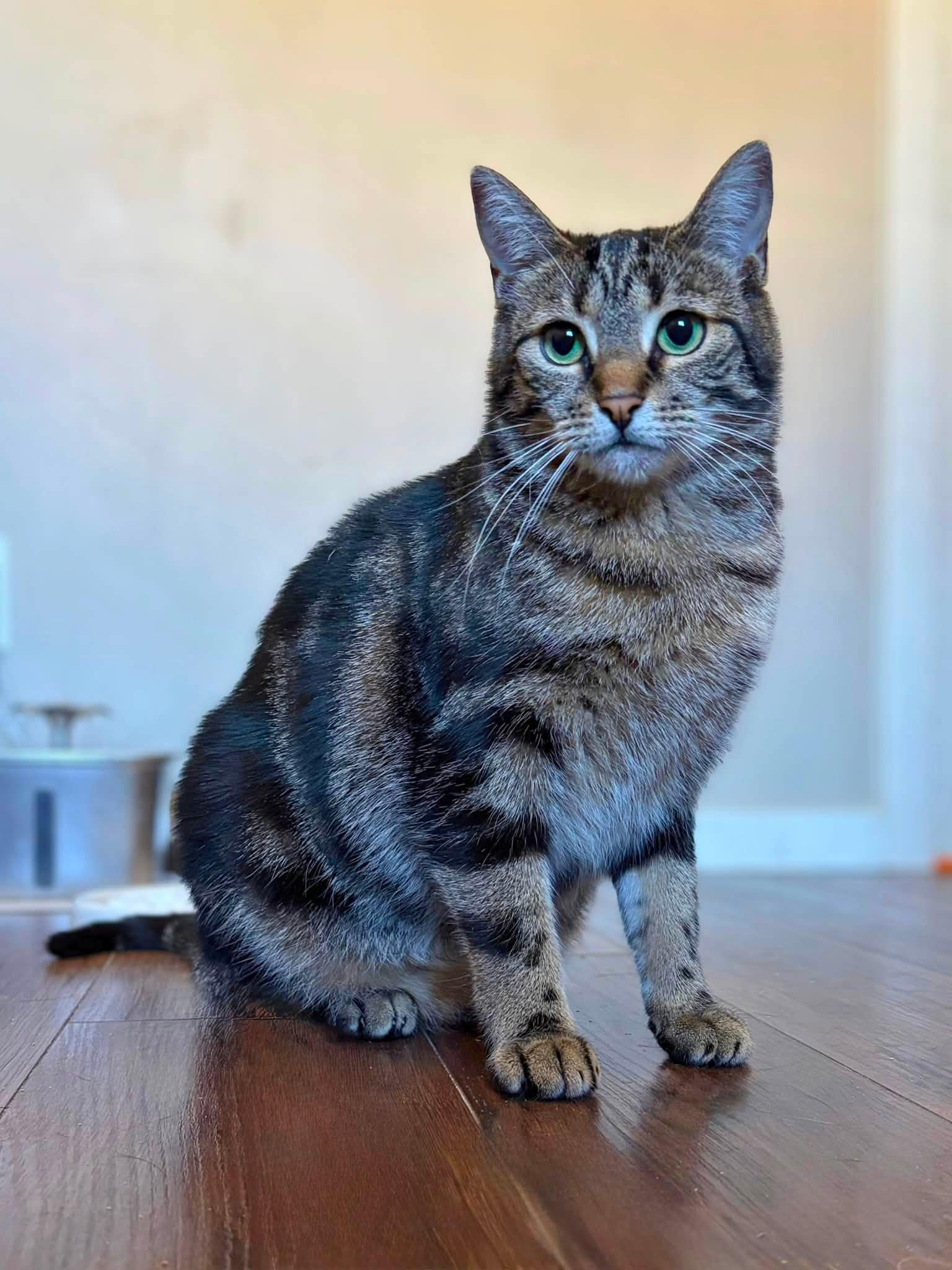 Pepper, Adoptable, Adult Female Domestic Short Hair.