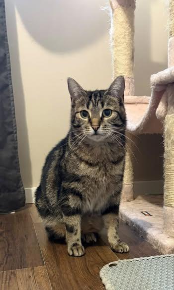 Enlarge Pepper, a Adoptable Domestic Short Hair in Spencerville, ON image 4/6