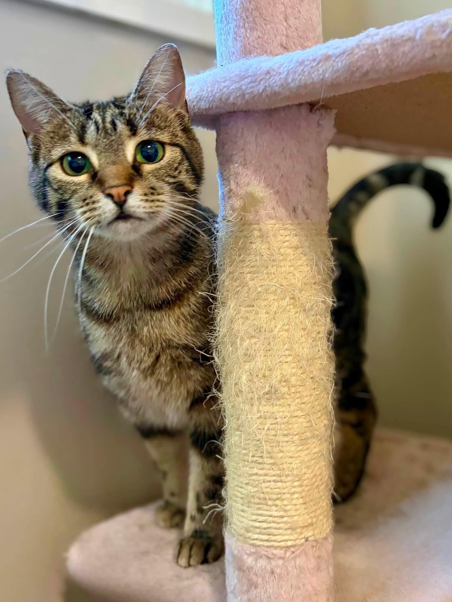 Enlarge Pepper, a Adoptable Domestic Short Hair in Spencerville, ON image 3/6