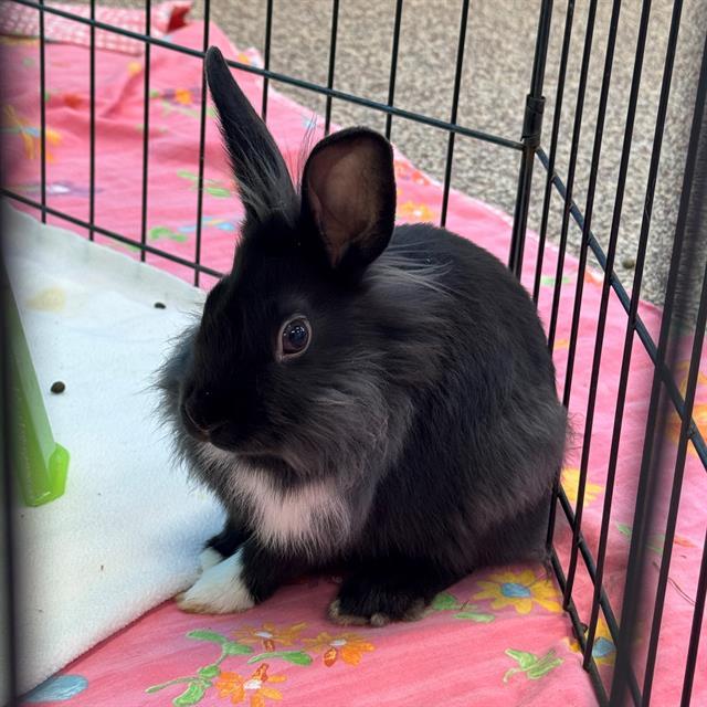 Enlarge REDWOOD, a Adoptable Lionhead in Centerville, MA image 1/1