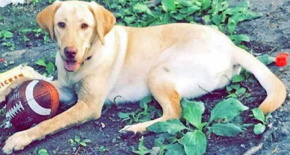 Trixie, Adopted, Adult Female Labrador Retriever.