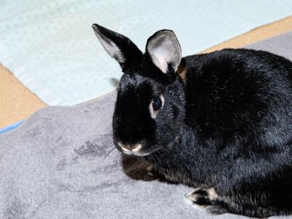 Persephone, Adoptable, Senior Female Bunny Rabbit & Bunny Rabbit.