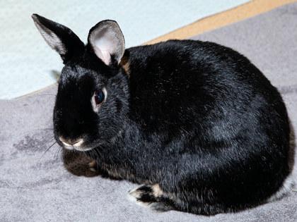Enlarge Persephone, a Adoptable mixed breed in Longmont, CO image 2/2