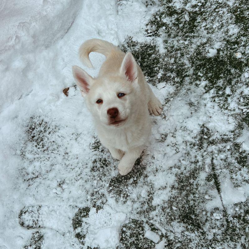 Roxie, adopted, Puppy Female Husky.