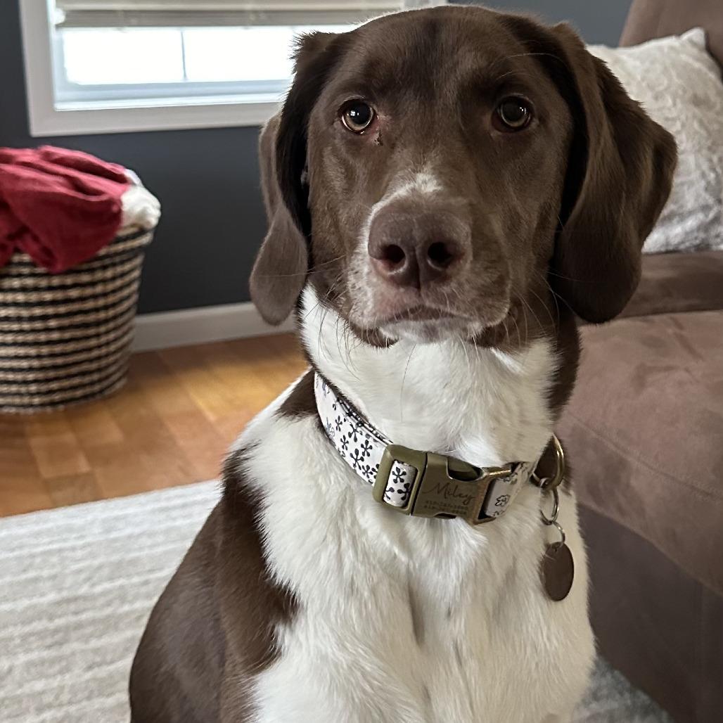 Enlarge Miley, a Adoptable Mixed Breed in Edwardsville, IL image 1/5