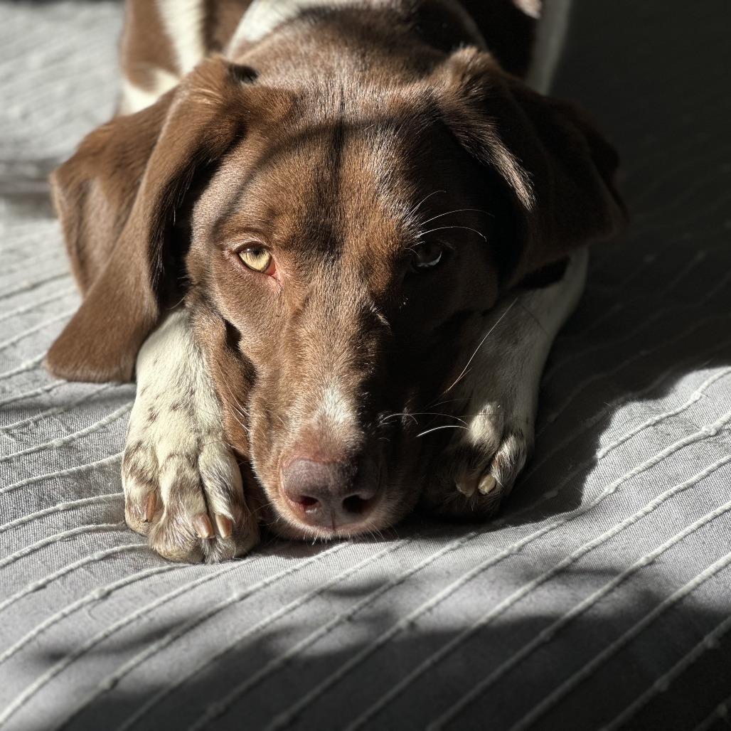 Enlarge Miley, a Adoptable Mixed Breed in Edwardsville, IL image 2/5