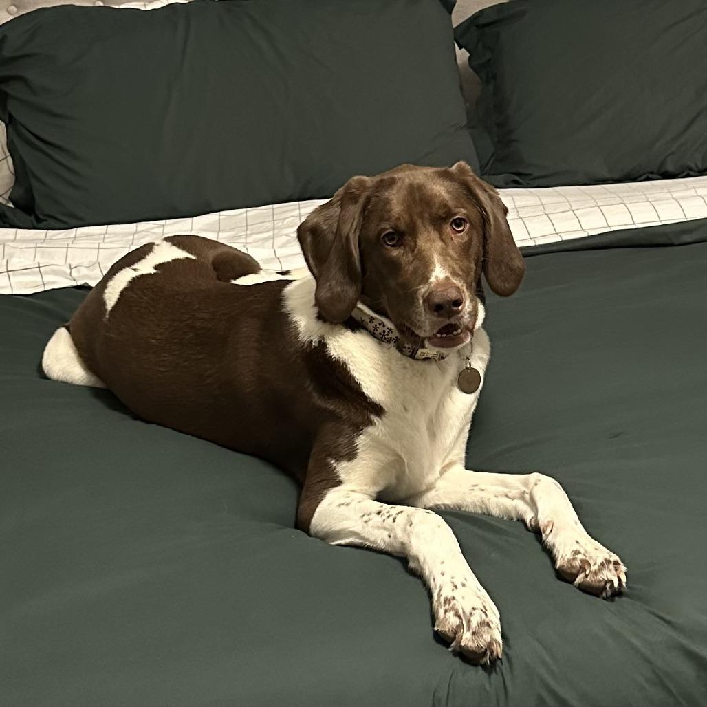 Enlarge Miley, a Adoptable Mixed Breed in Edwardsville, IL image 3/5