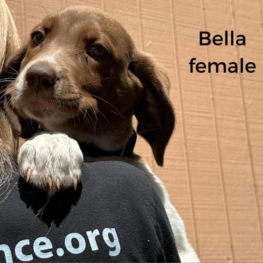 Enlarge Miley, a Adoptable Mixed Breed in Edwardsville, IL image 4/5