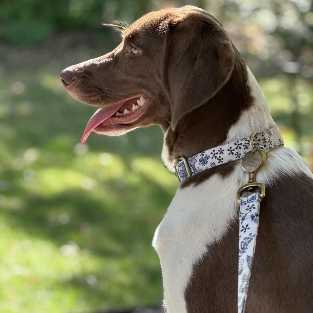 Enlarge Miley, a Adoptable Mixed Breed in Edwardsville, IL image 5/5