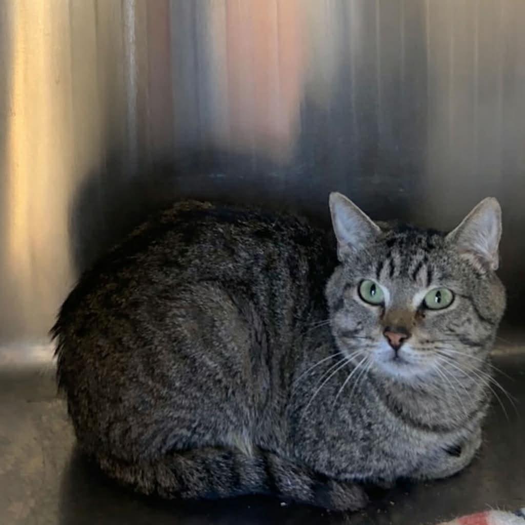 Preston, Adoptable, Adult Male Domestic Short Hair.