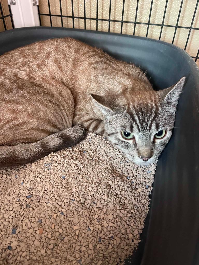 Enlarge Pete, a Adoptable mixed breed in Green River, WY image 1/1