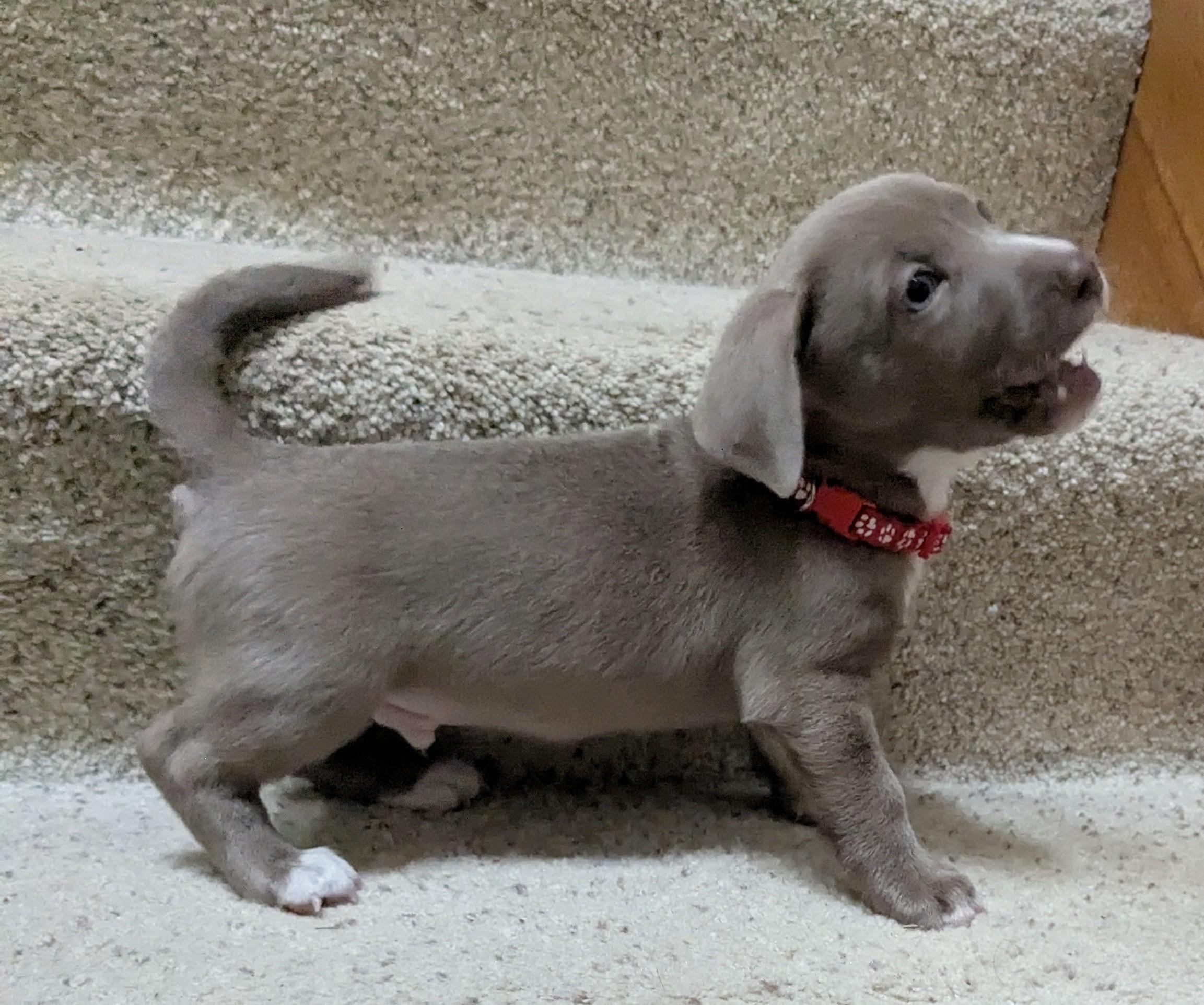 Enlarge RIO, a Adoptable mixed breed in Clatskanie, OR image 3/6