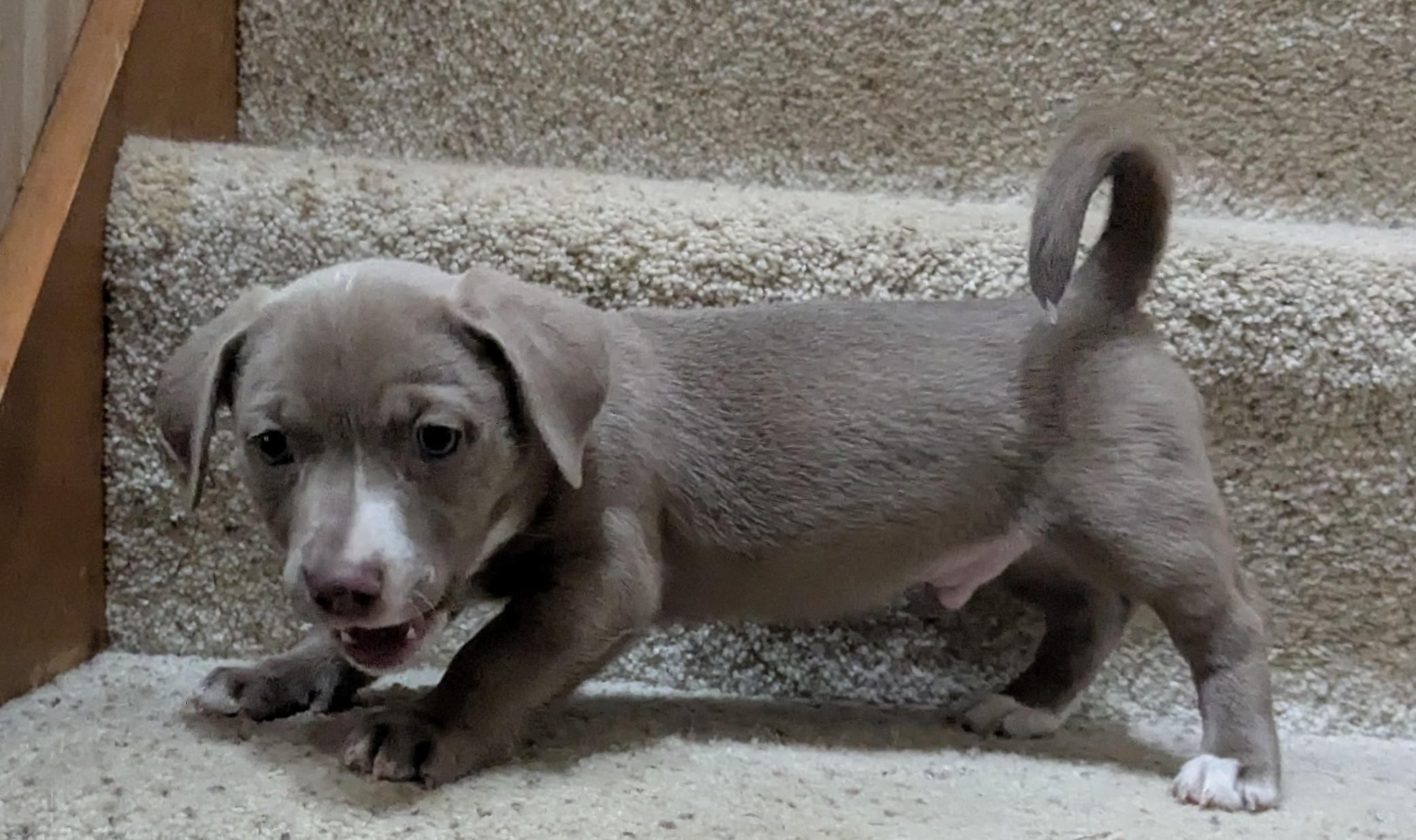 Enlarge RIO, a Adoptable mixed breed in Clatskanie, OR image 4/6