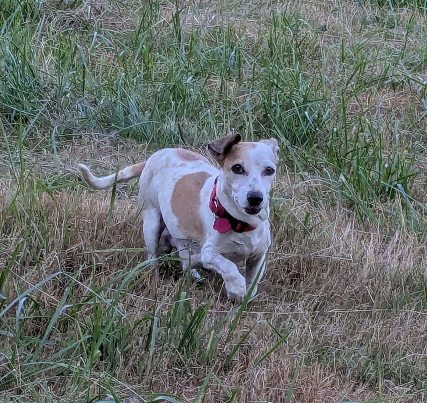 Enlarge RIO, a Adoptable mixed breed in Clatskanie, OR image 6/6