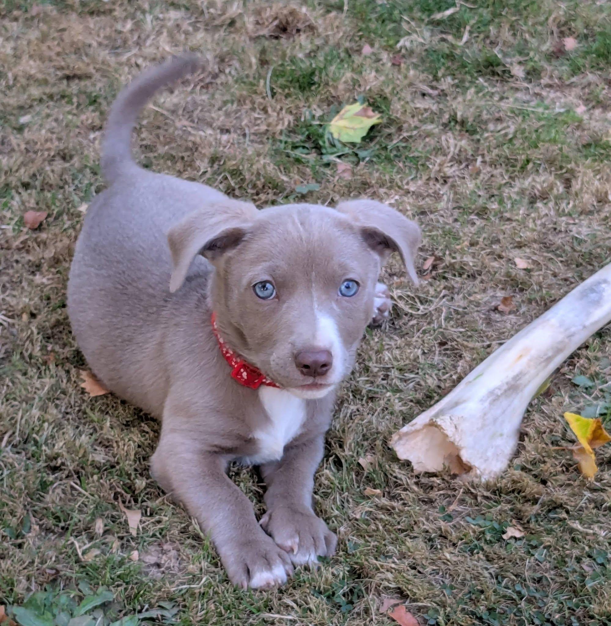 RIO, Adoptable, Puppy Male Chihuahua & American Staffordshire Terrier.