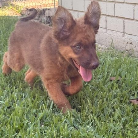 DUBLIN, ADOPTABLE, Puppy Male Border Collie & Pomeranian.