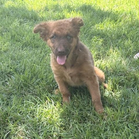 DUBLIN, a ADOPTABLE mixed breed in Quitman, TX image 2/5