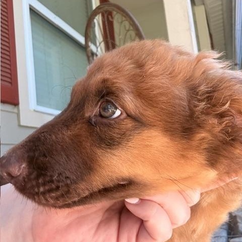 DUBLIN, a ADOPTABLE mixed breed in Quitman, TX image 4/5