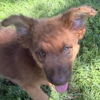 DUBLIN, a ADOPTABLE mixed breed in Quitman, TX image 3/5