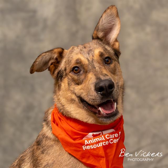COOKIE CRISP, Adoptable, Young Female German Shepherd Dog & Mixed Breed.