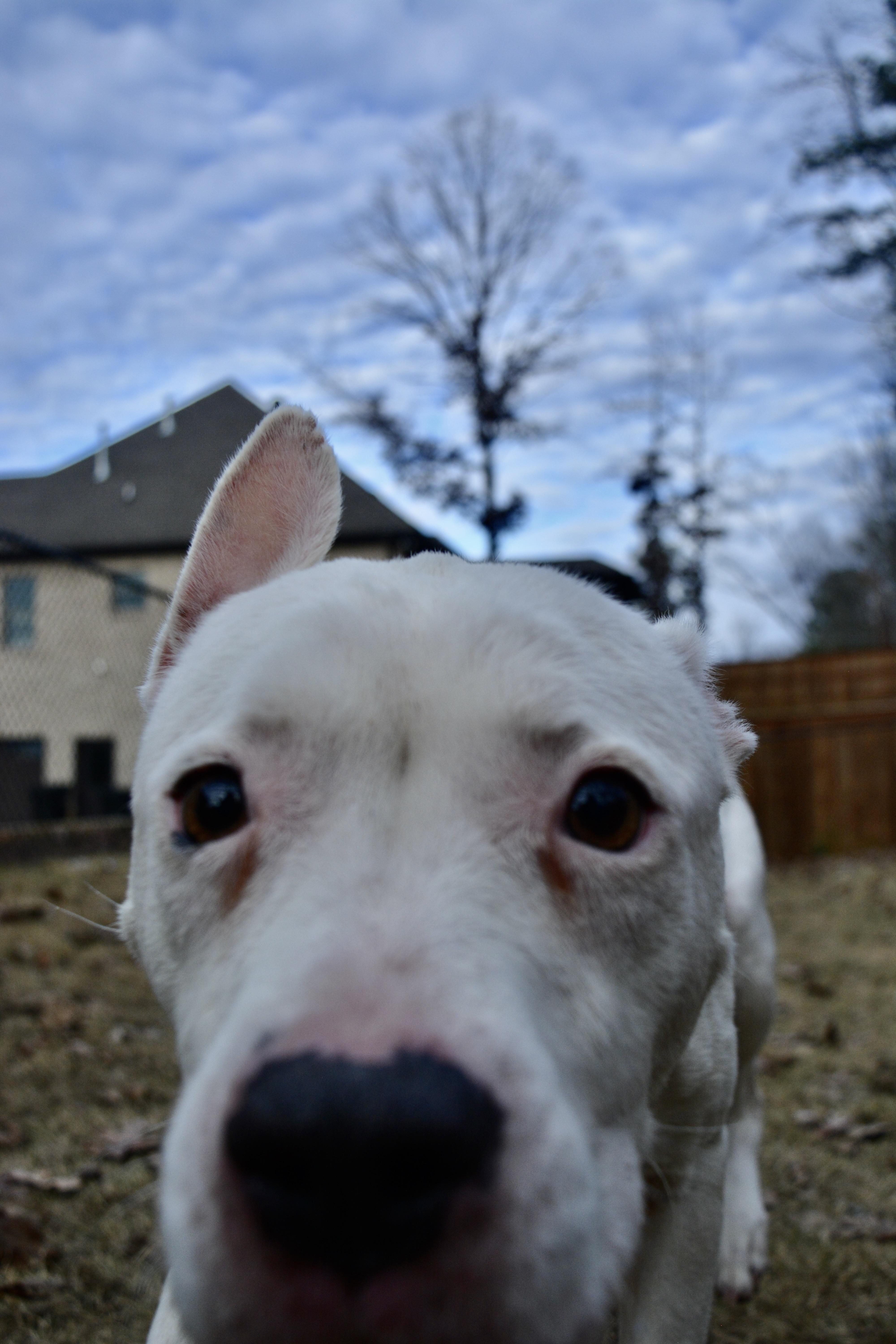 Oakley, a Adoptable mixed breed in Pelham, AL image 1/5