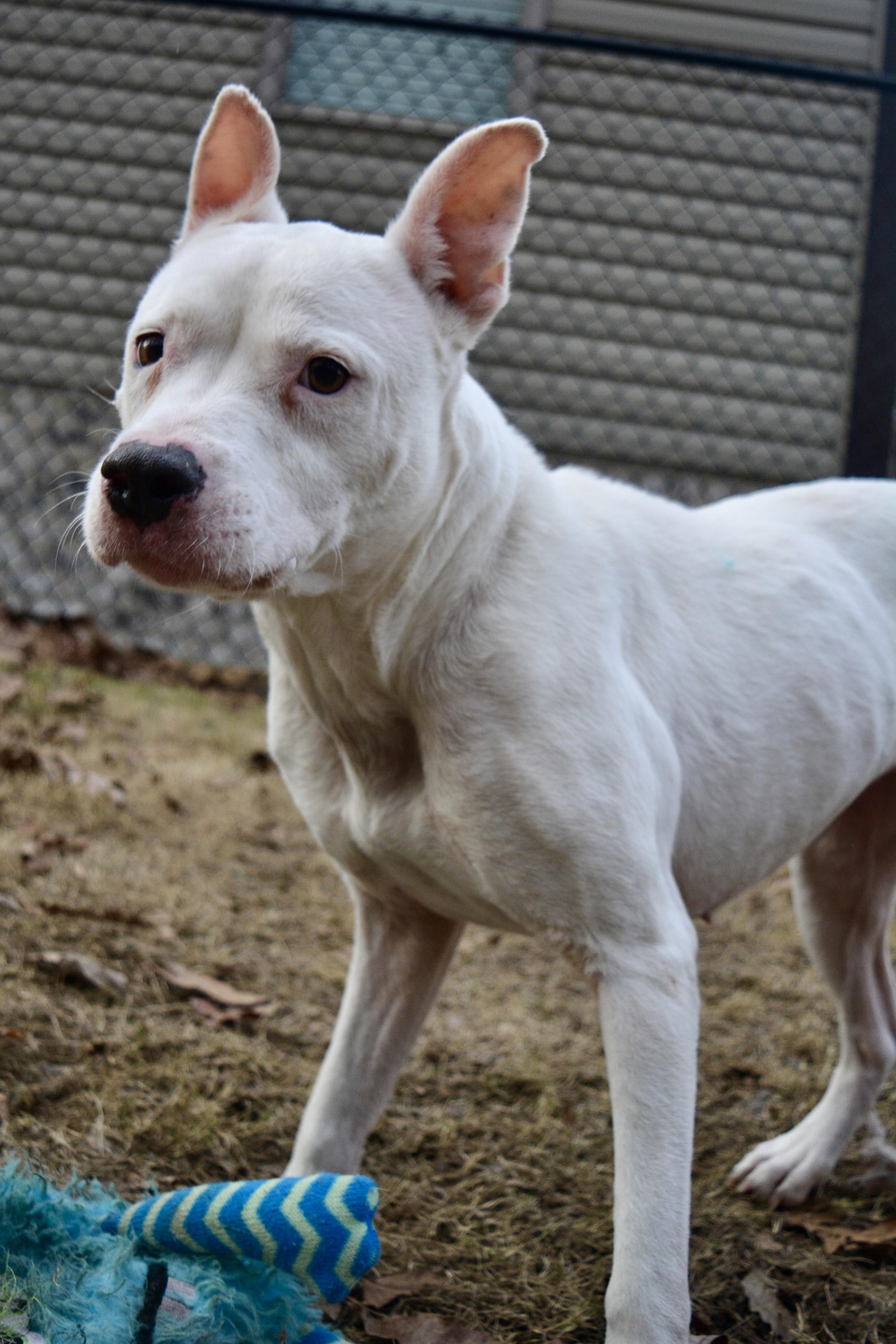 Oakley, a Adoptable mixed breed in Pelham, AL image 2/5