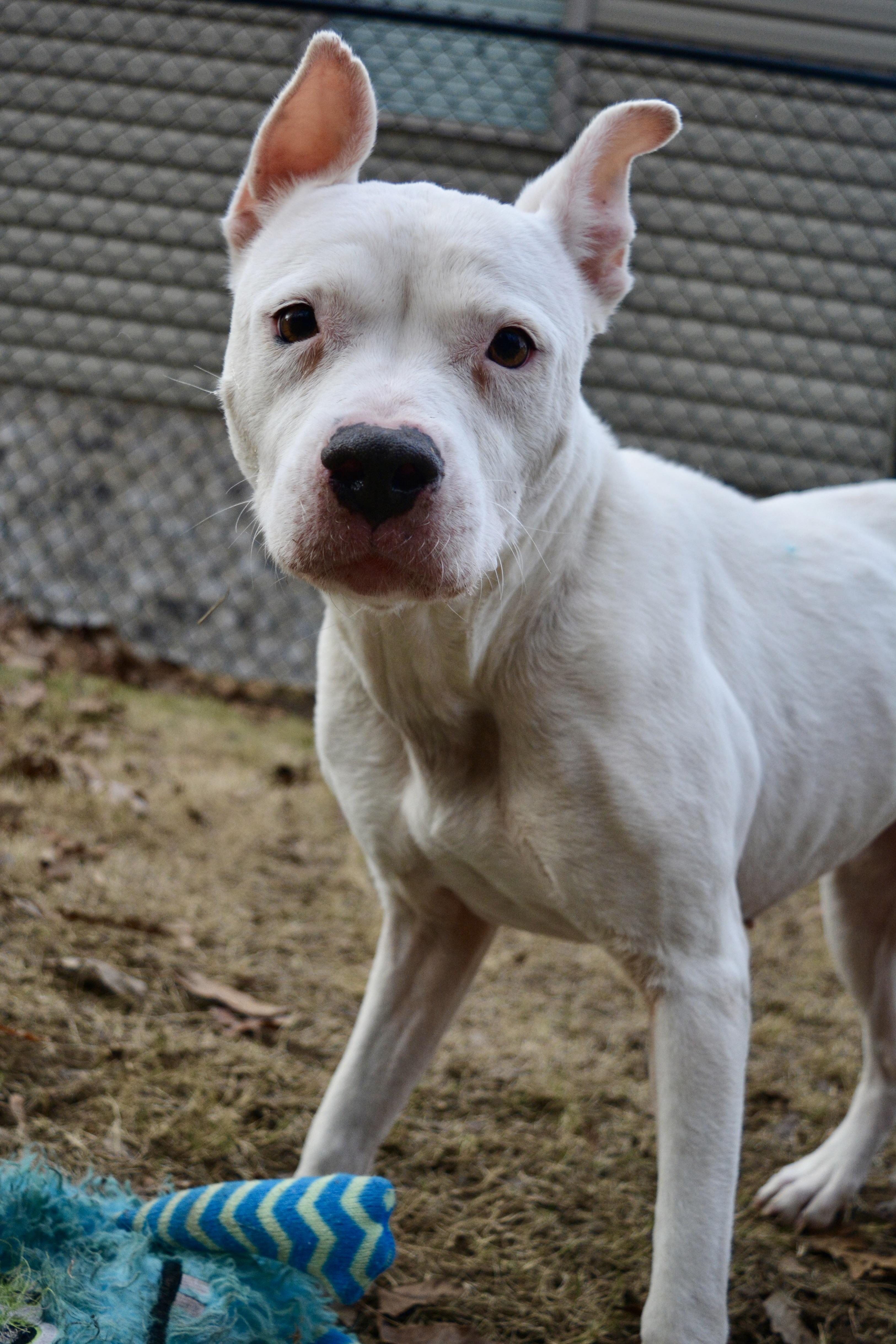 Oakley, a Adoptable mixed breed in Pelham, AL image 3/5