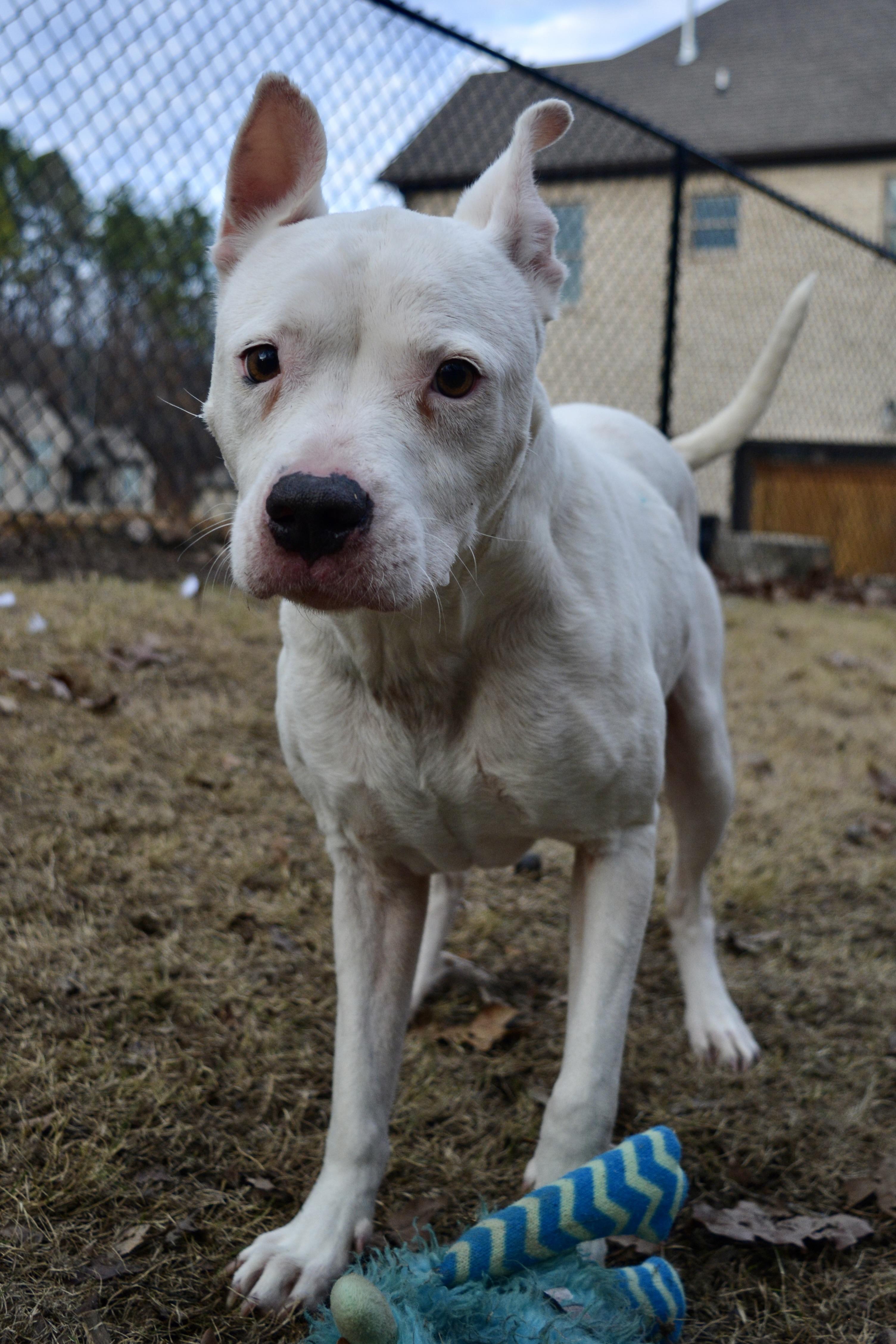 Oakley, a Adoptable mixed breed in Pelham, AL image 4/5