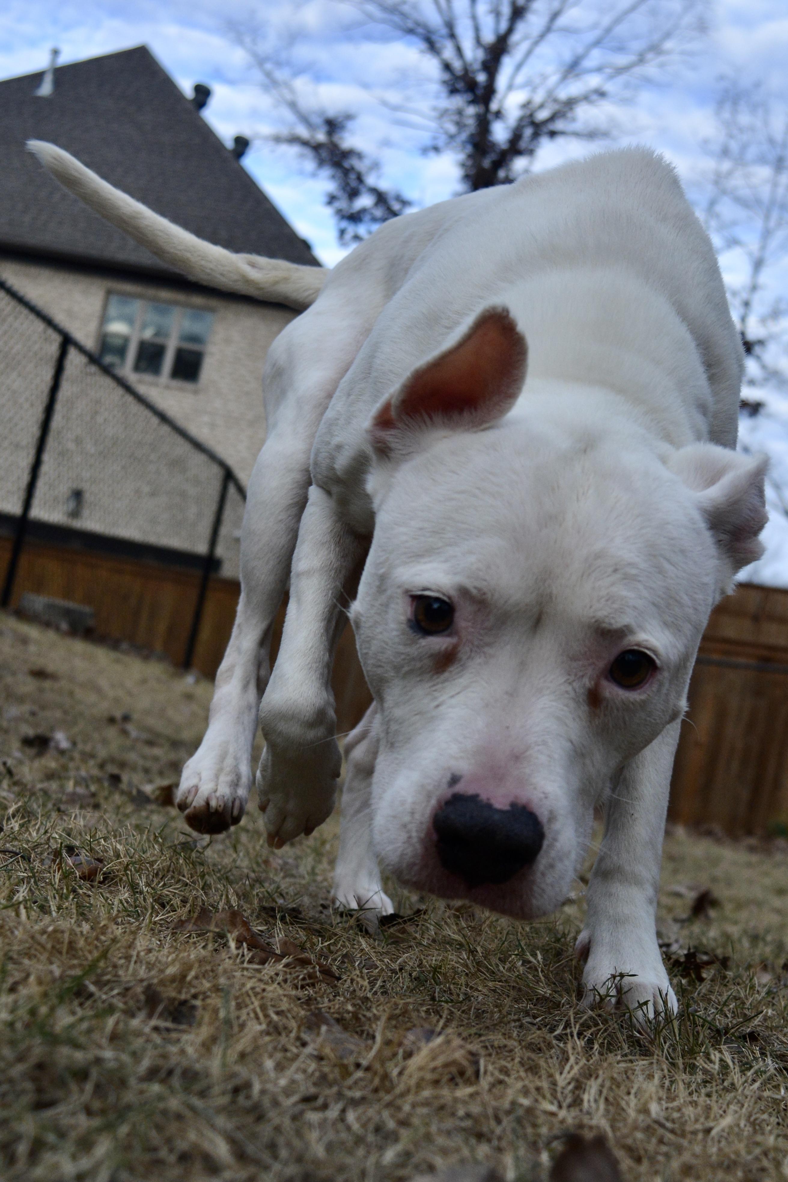 Oakley, a Adoptable mixed breed in Pelham, AL image 5/5