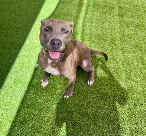 Enlarge AGUAS FRESCAS, a Adoptable Pit Bull Terrier in Garland, TX image 1/1