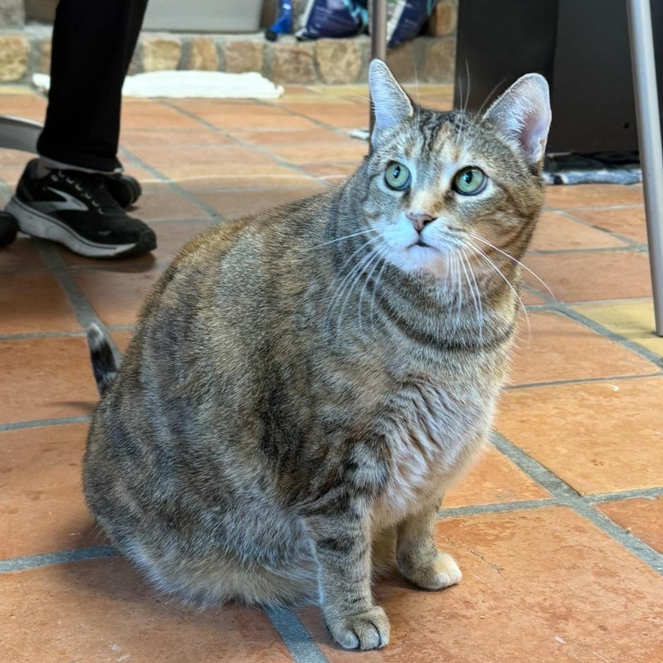 Enlarge Ling, a Adoptable Domestic Short Hair in Desert Hot Springs, CA image 1/1