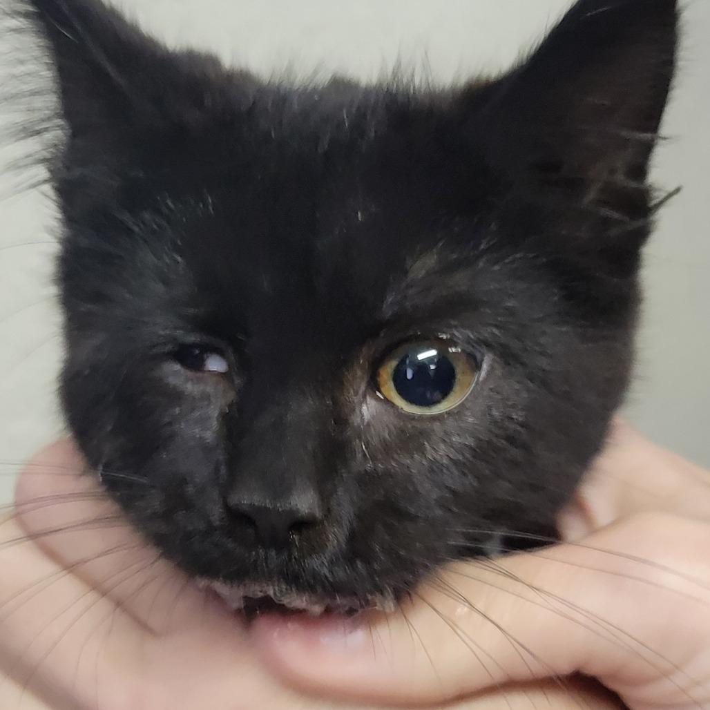 Enlarge Safari, a Adoptable Domestic Medium Hair in Incline Village, NV image 1/6