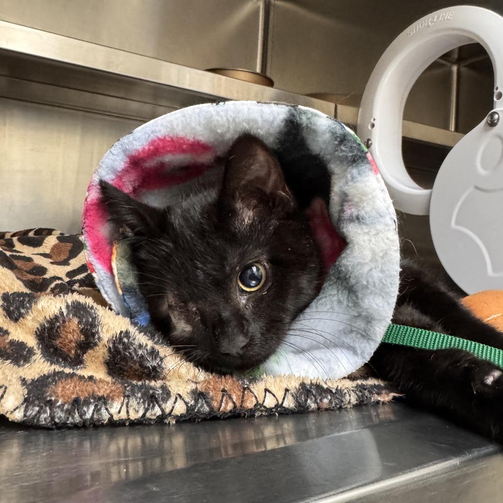 Enlarge Safari, a Adoptable Domestic Medium Hair in Incline Village, NV image 2/6