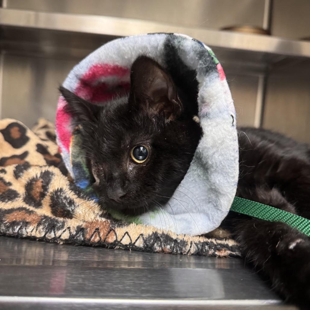 Enlarge Safari, a Adoptable Domestic Medium Hair in Incline Village, NV image 3/6