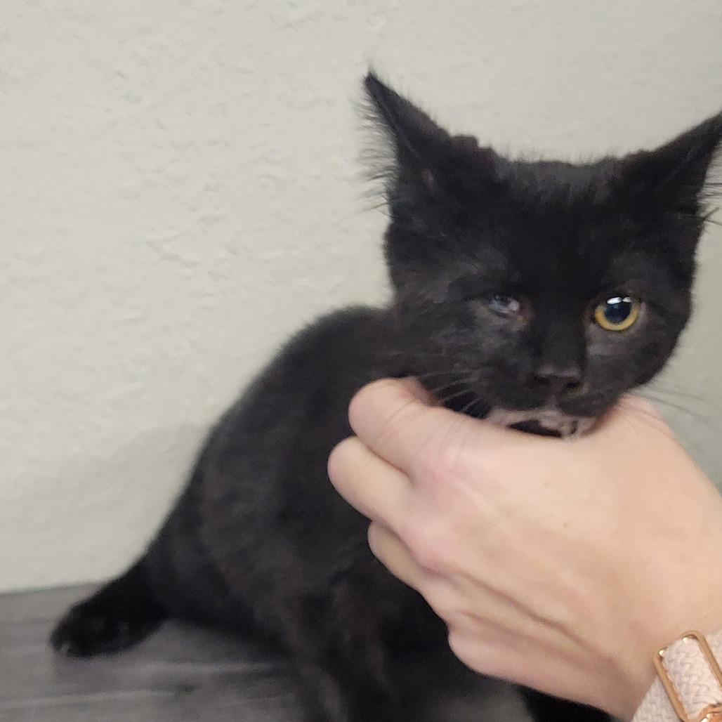 Enlarge Safari, a Adoptable Domestic Medium Hair in Incline Village, NV image 4/6