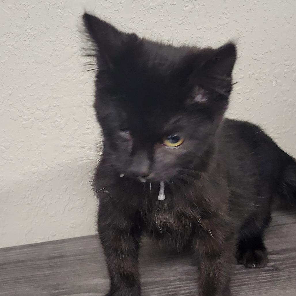 Enlarge Safari, a Adoptable Domestic Medium Hair in Incline Village, NV image 5/6