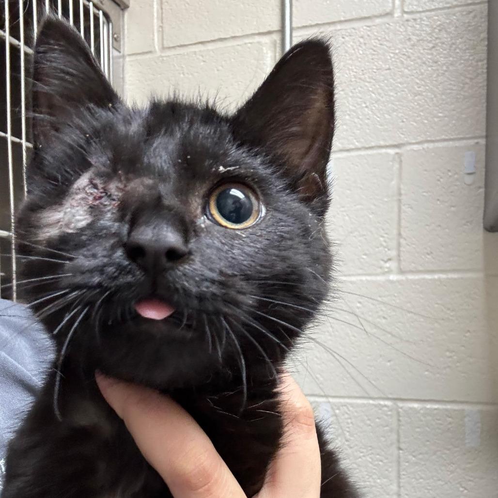 Enlarge Safari, a Adoptable Domestic Medium Hair in Incline Village, NV image 6/6