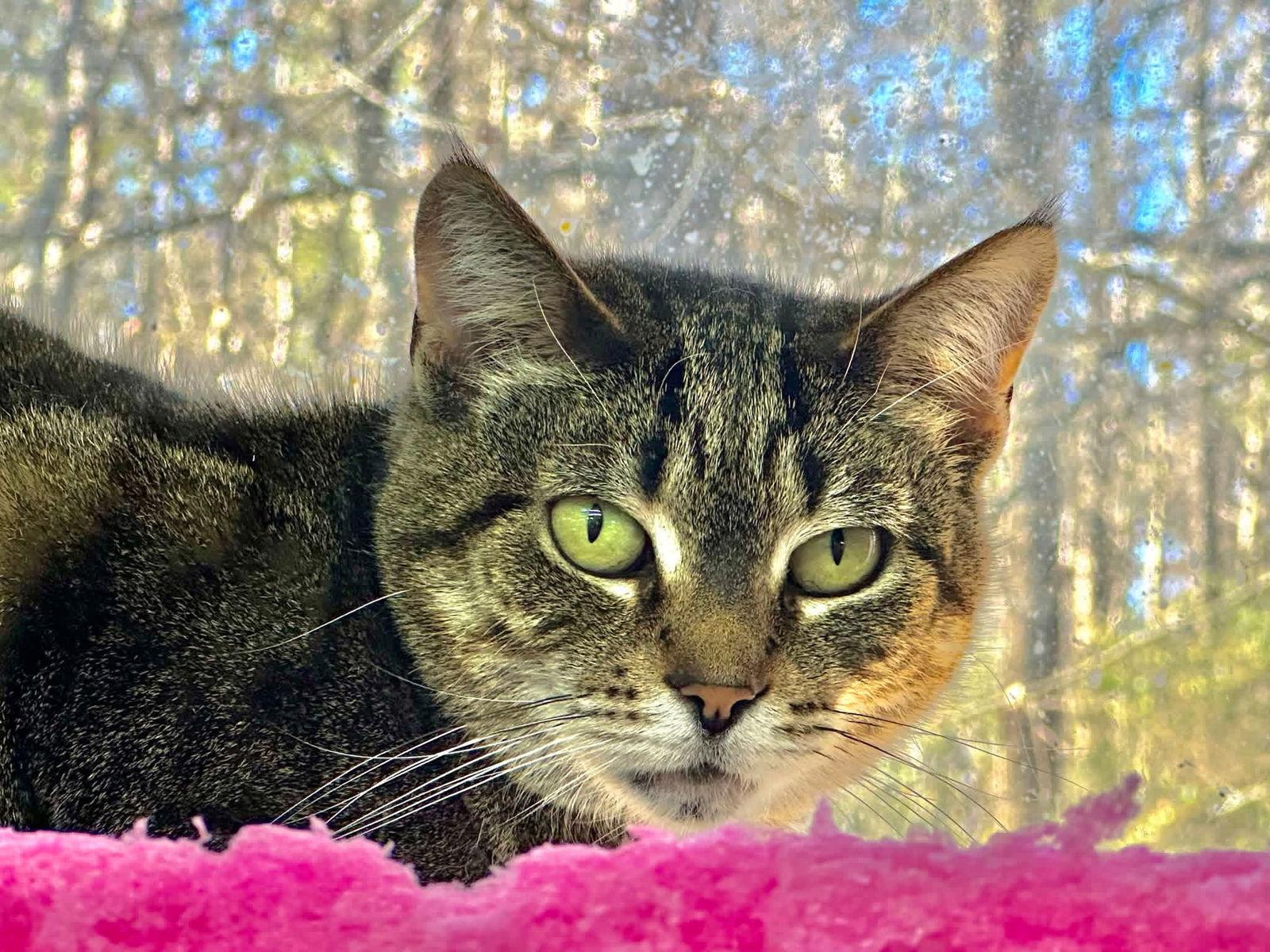 Enlarge Wanda, a Adoptable Domestic Short Hair in Winton, NC image 1/3