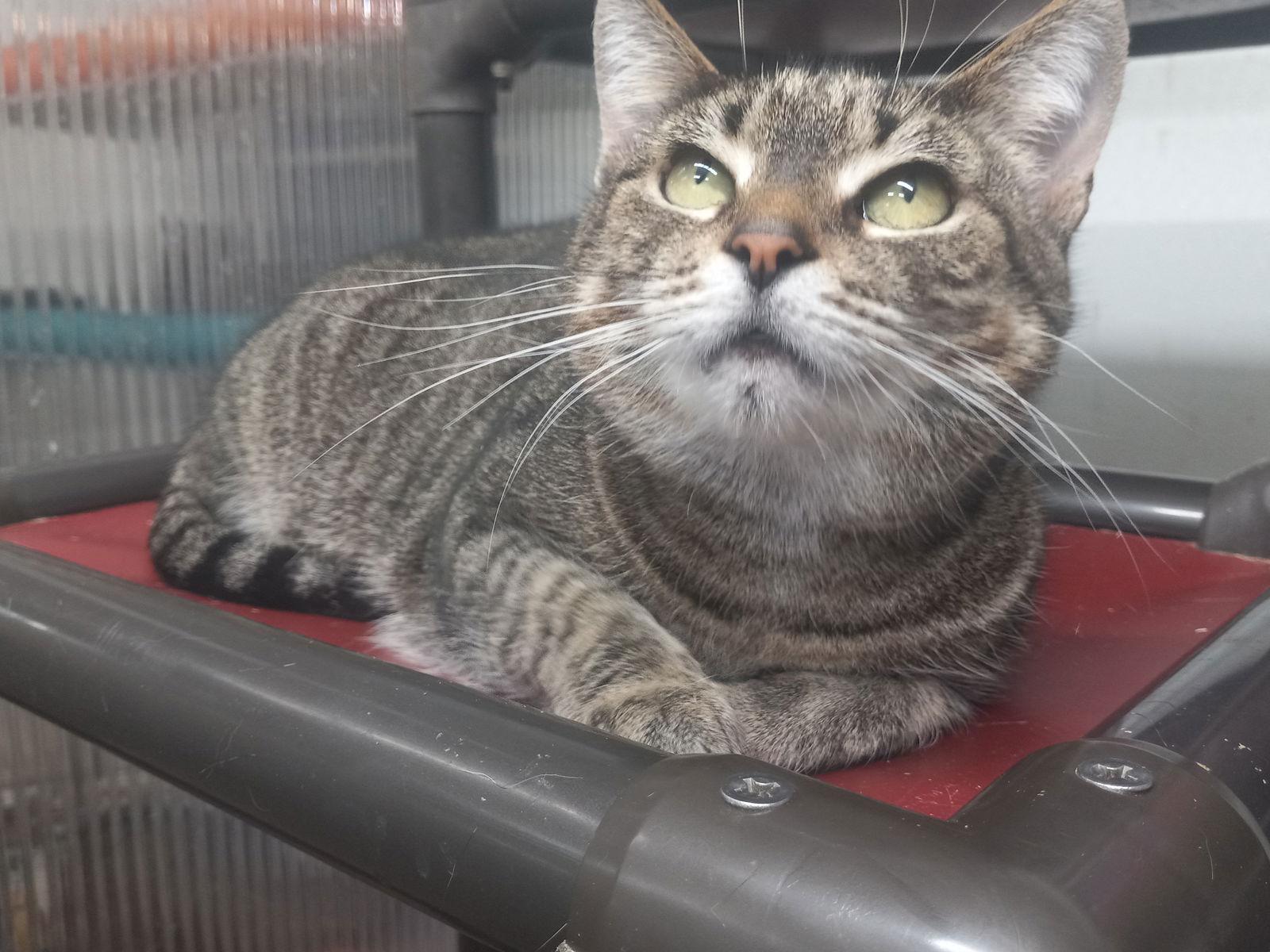 Wanda, Adoptable, Young Female Domestic Short Hair.