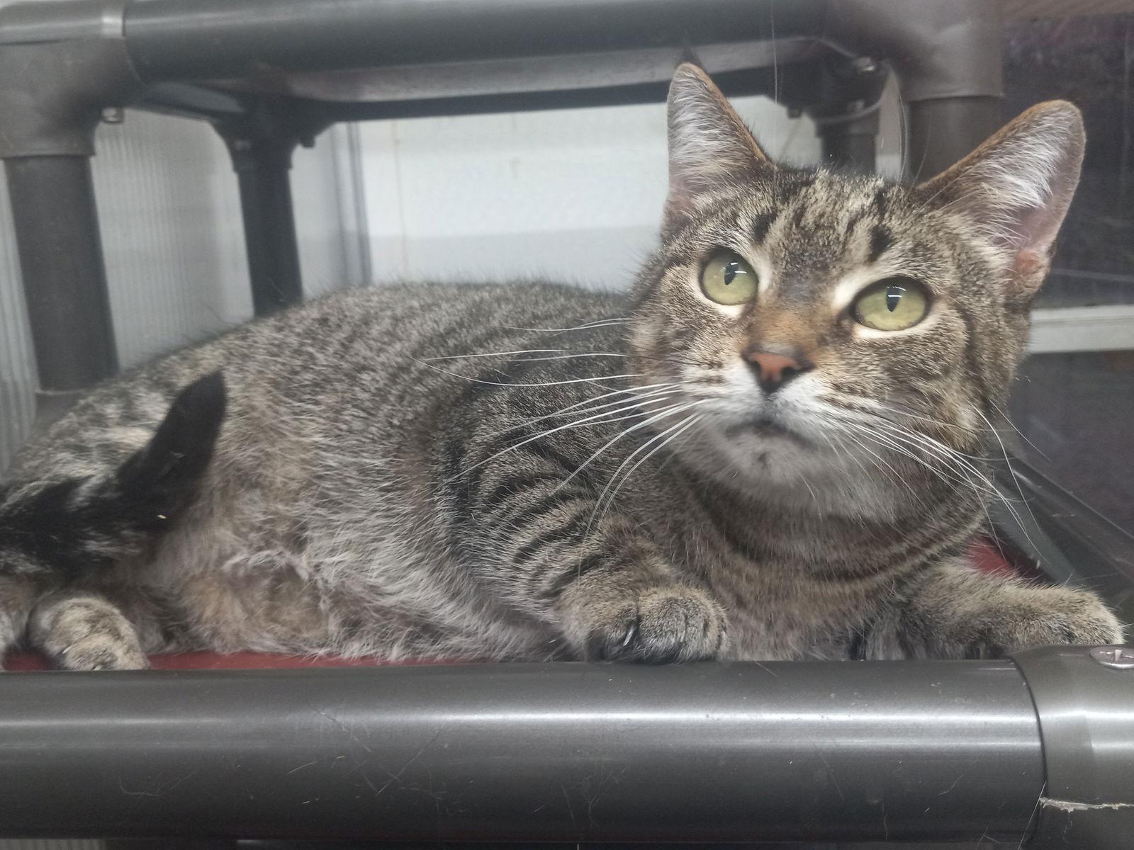 Enlarge Wanda, a Adoptable Domestic Short Hair in Winton, NC image 2/3